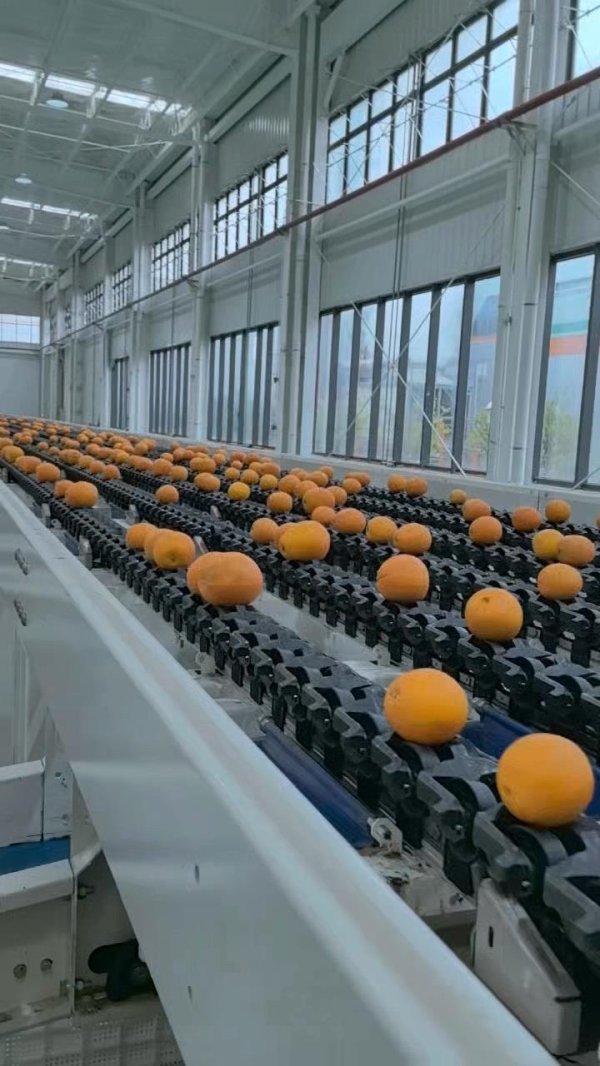 有保障的股票配资公司 元旦假期, 300吨鄂产脐橙销往俄罗斯和朝鲜